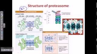 Ubiquitination protein degradation [upl. by Esetal105]