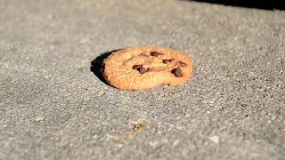 Running Over A Chips Ahoy Chocolate Chip Cookie With My Car [upl. by Innaig]