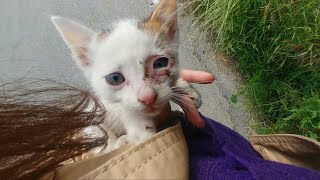 Rescued Kitten Before and After Video HAPPY END  Kitten Rescue 2020 [upl. by Alegnat]