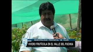 MUNICIPALIDAD DE HUARI EJECUTA PROYECTO DE VIVERO FRUTÍCOLA EN EL VALLE DELPUCHKA [upl. by Llerehs]