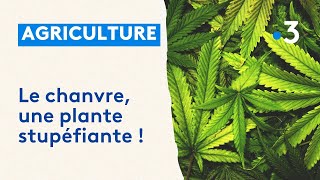 Le chanvre une plante stupéfiante [upl. by Giesecke]