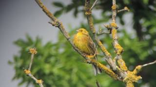 Citromsármány Emberiza citrinella [upl. by Magnolia]