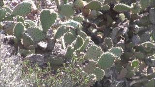 Cactus Wren [upl. by Aneehsit]