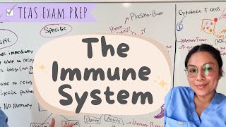 TEAS 7 Exam The Immune system Easy breakdown [upl. by Boonie453]