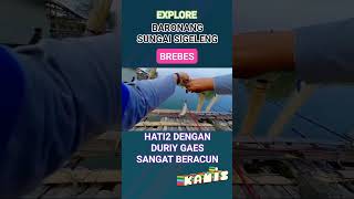 EXPLORE IKAN BARONANG BREBES RADUSANGA LOH fishing kakapputih [upl. by Nanah359]