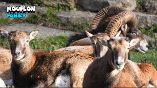 Mouflon Family Enjoying Each Other Company [upl. by Hacim]