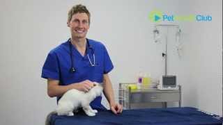 The PetHealthClub  How to put drops or medication in your cats ears [upl. by Ardnuasal]