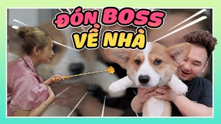 Con sen Xemesis mua chó Corgi về nhà nuôi giàu đến mức nào cũng phải hót ct [upl. by Hermie]