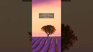 Explore Frances Beauty Lavender Fields of Valensole [upl. by Yelhsa]