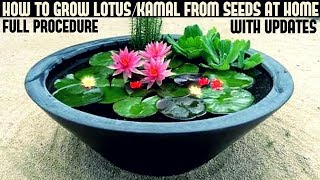 How to Grow Lotus Plant at Home With Updates FAST N EASY METHOD [upl. by Bowerman923]