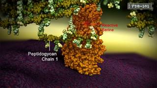 Penicillin Binding Protein Crosslinking peptidoglycan chains [upl. by Aes]