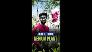 How To Prune Your Nerium Oleander Plant [upl. by Brodsky]