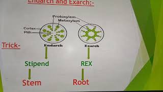 EndarchExarchOpenClose Vascular bundles [upl. by Moretta]