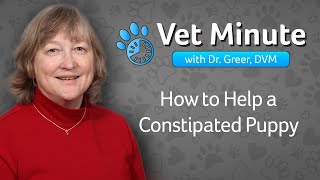 Vet Minute How to Help a Constipated Puppy [upl. by Nerhe]