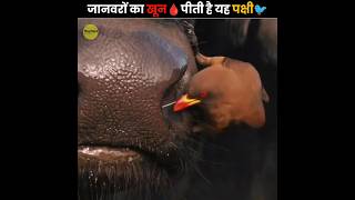 जानवरों का खून🩸 पीती है यह पक्षी 🐦  Oxpecker Bird  The Fact  shorts ytshorts [upl. by Yaral]