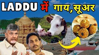 Alert PIG Beef Fish In Tirupati Laddu  Chandra Babu Naidu [upl. by Nosrej]