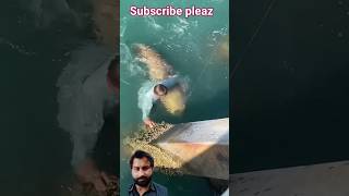 Fishing amazing video big fishraction video Shorts video [upl. by Ycinuq]