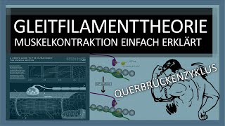 Muskelkontraktion einfach erklärt Gleitfilamenttheorie Ablauf  Querbrückenzyklus  Sport Biologie [upl. by Biondo]