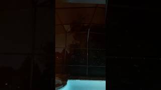 Hurricane Milton Update INSANE winds and gusts hurricanemilton orlando [upl. by Ahern535]