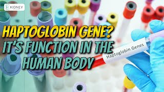 Haptoglobin Gene  It’s Function In The Human Body  Genotype [upl. by Imotih452]