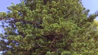 Giant Tree Araucaria heterophylla AraucÃ¡ria Norfolk [upl. by Sophi]