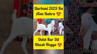 Qurbani 2025 Ka Aisa Bakra Dekh Kar Dil Khush Hogya 😍 shortsfeed [upl. by Litton]