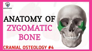 Zygomatic Bone Anatomy  Cranial osteology 4 [upl. by Areivax274]