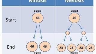 Mitosis vs Meiosis [upl. by Lareine]