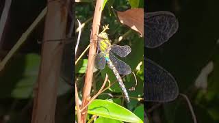 Libellule 🩵 Aeschne Bleue Aeshna Cyanea libellule insectes nature dragonfly shorts [upl. by Muire]