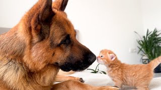 German Shepherd Reacts to Kittens Love [upl. by Htide]