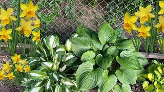 Planting Daffodil Bulbs with Hostas for Beautiful Spring Blooms [upl. by Clayberg]