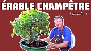 TAILLE de lÉRABLE CHAMPÊTRE BONSAÏ 🌱 NEJIKAN BONSAI 🌱 [upl. by Krysta]