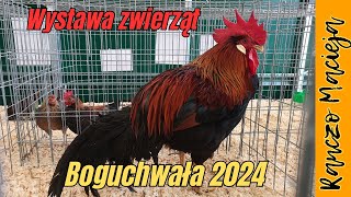 Wystawa zwierząt Boguchwała 2024 430 4K [upl. by Ednalrym]