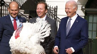 Biden Pardons Thanksgiving Turkeys on His 81st Birthday [upl. by Struve566]