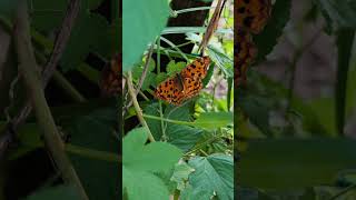 Butterfly flapping its wings [upl. by Edgard203]