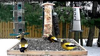 The Interesting Migration Strategies Of Evening Grosbeaks – Nov 17 2017 [upl. by Celinda]