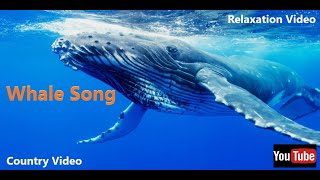 Whales Singing The Most Relaxing Sound In The World whales [upl. by Aimahc]