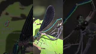 Damselflies are getting it on [upl. by Lougheed]