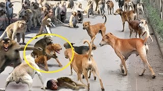 Monos enfrentan 250 perros en la India  Perros VS Monos  la GUERRA de los monos [upl. by Dode394]