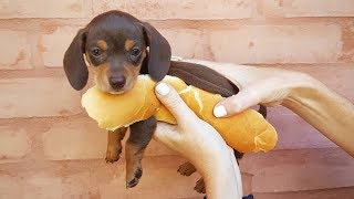 33 Cute and Funny Dachshund Videos Instagram  Adorable Sausage Dogs Try Not To Laugh Compilation [upl. by Clippard]