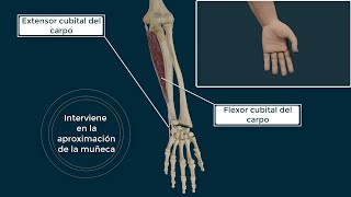 Flexor Cubital del Carpo Anatomía y Movimiento [upl. by Annaek]