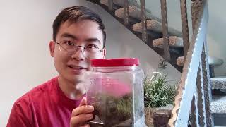 Terrariums explained how they work and why [upl. by Win568]