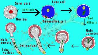 Microgametogenesis  Germination of pollen grain amp Development of male gametes in plants Animated [upl. by Margeaux]