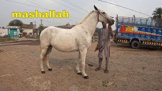 mashalah savi pragnant horse for sale [upl. by Ogirdor43]