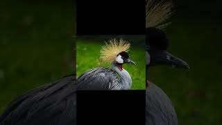 Grey crowned crane voice for sleep 💤Nature with relaxation greycrownedcranesleep [upl. by Maloy]