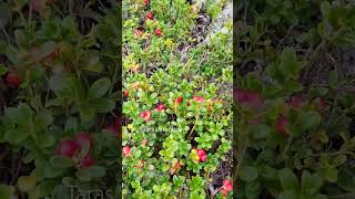 lingonberry picking harvesting cranberry lingonberry berryfarm [upl. by Iramaj]