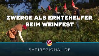 Weinlese in Hitzacker Zwerge als Erntehelfer beim traditionellen Weinfest [upl. by Kielty588]