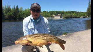 Carp Fishing River Dams Peterborough Kawartha Ontario [upl. by Sharona3]