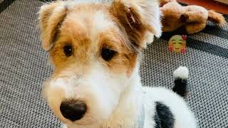 Watch Skipper the Wire Fox Terrier puppy fun and tricks [upl. by Daitzman]