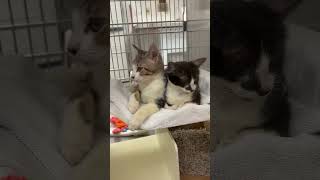 Kittens teaching a master class in charm💞 Adopt Potter and Percy from Austin Animal Center🐾 cat [upl. by Joell115]